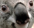 Koala2.jpg